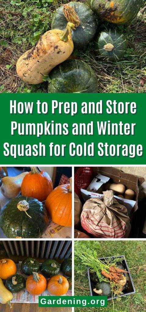 How to Prep and Store Pumpkins and Winter Squash for Cold Storage pinterest image.
