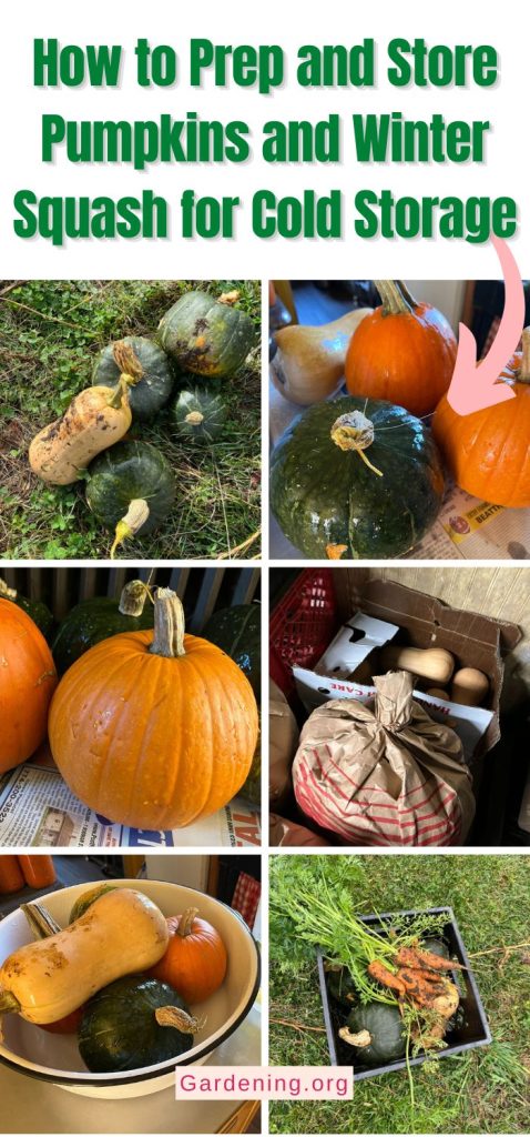 How to Prep and Store Pumpkins and Winter Squash for Cold Storage