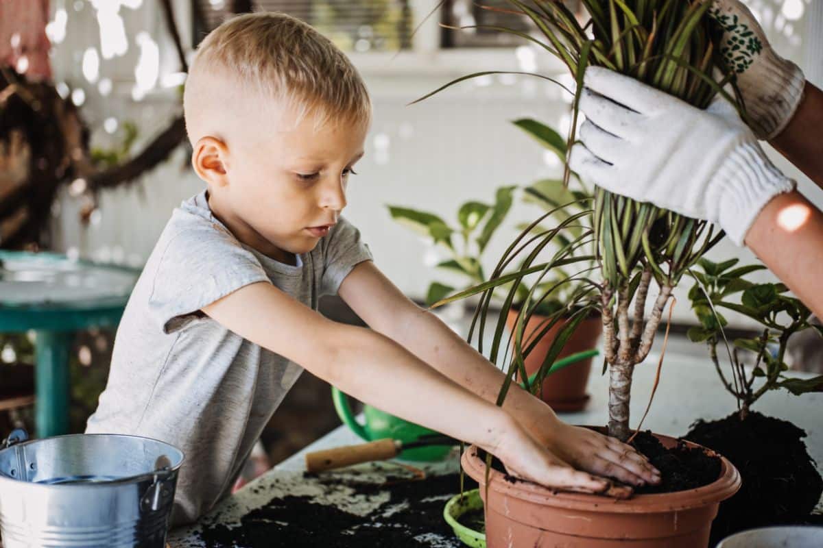 A young boy pats soil into a potted plant