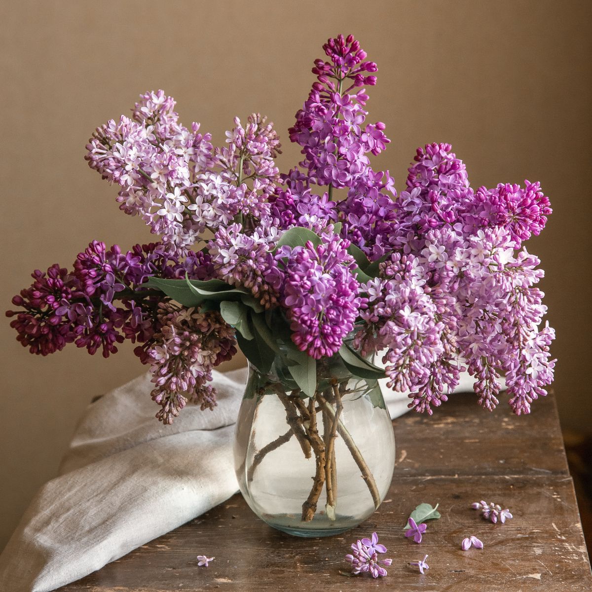 lilacs are one of the most fragrant flowers