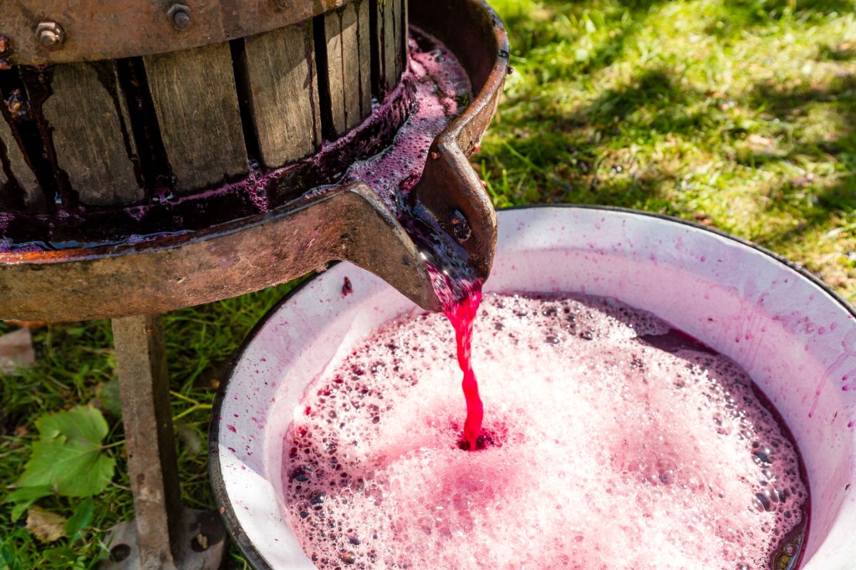 Grape juice pouring from pressed grapes