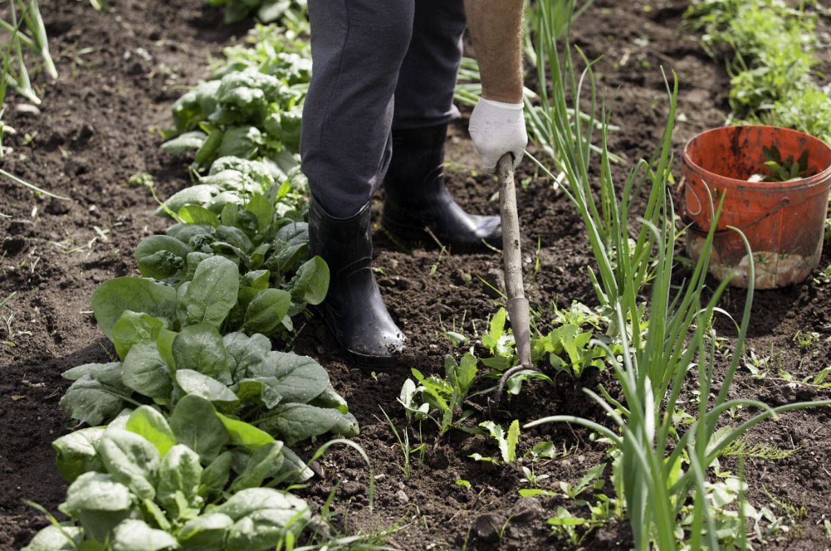 A gardener makes short work of weeding with the right garden hoe