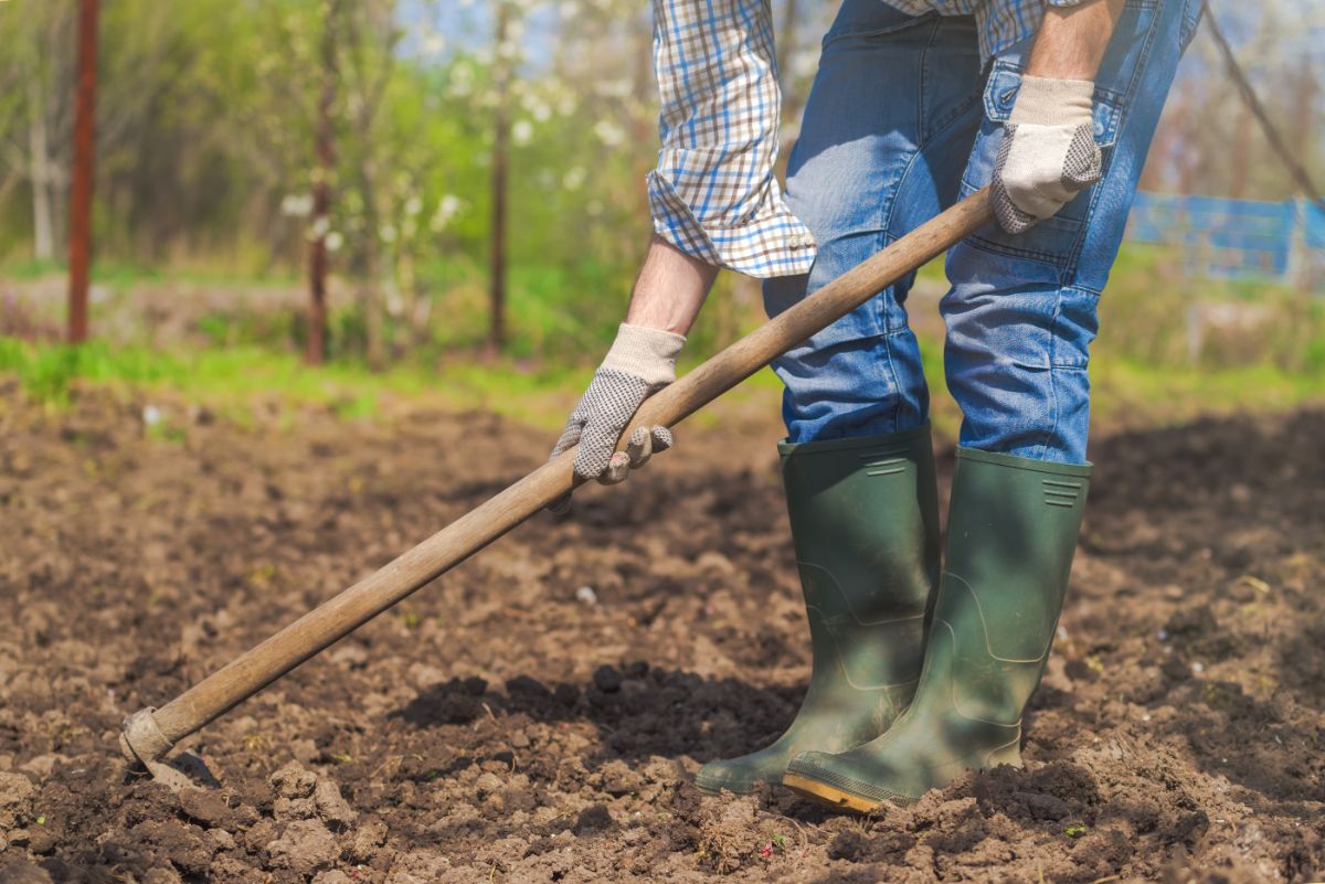 Regular hoeing will keep weeds to a minimum