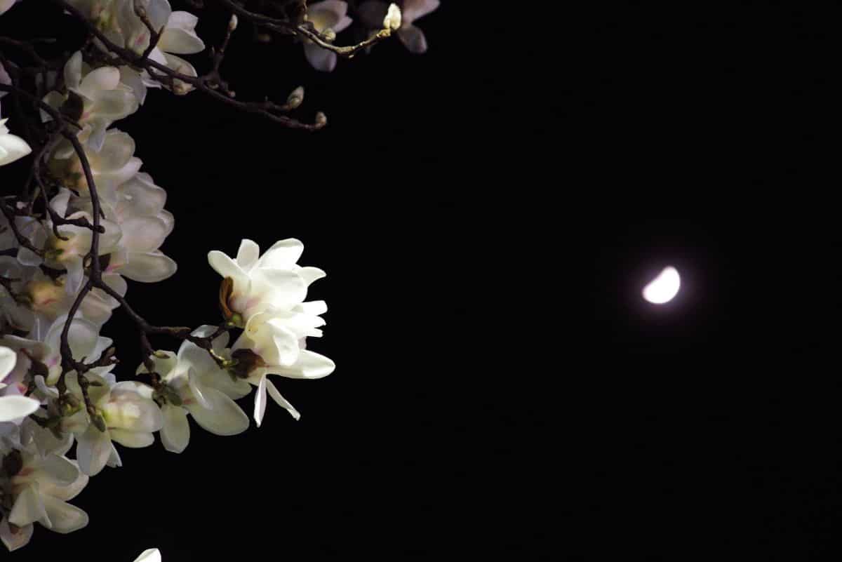 Light reflective colors bring moon gardens to life at night
