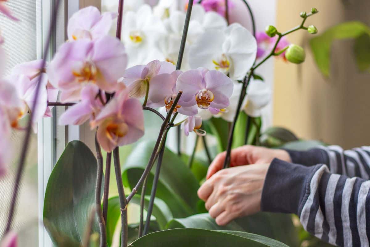 A woman caring for her indoor orchid plants