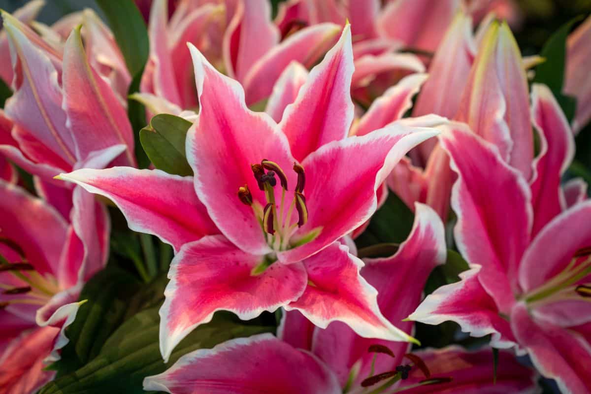 Bright pink lily flowers with white edges