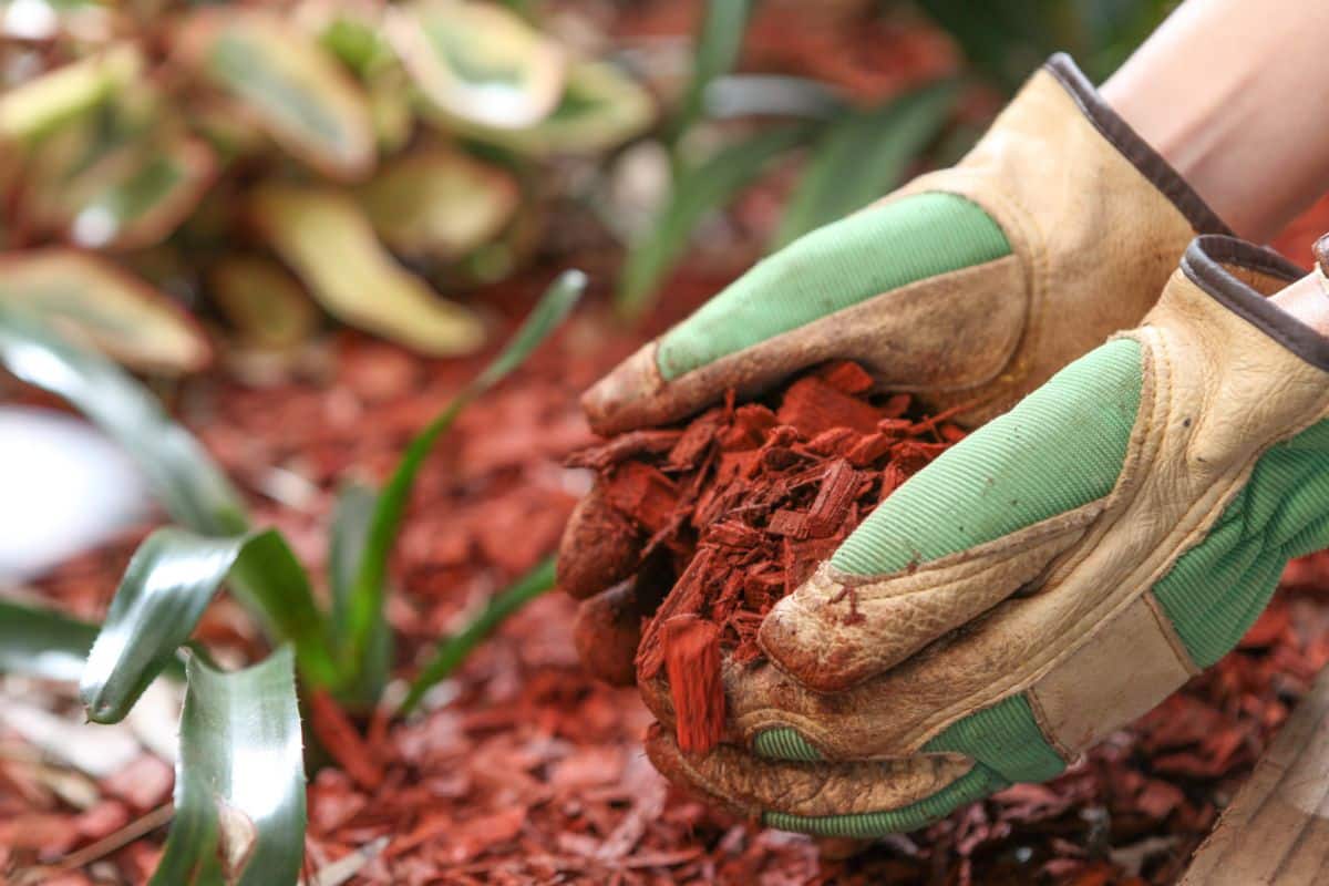 A gardener holding red bark mulch in their gloved hands