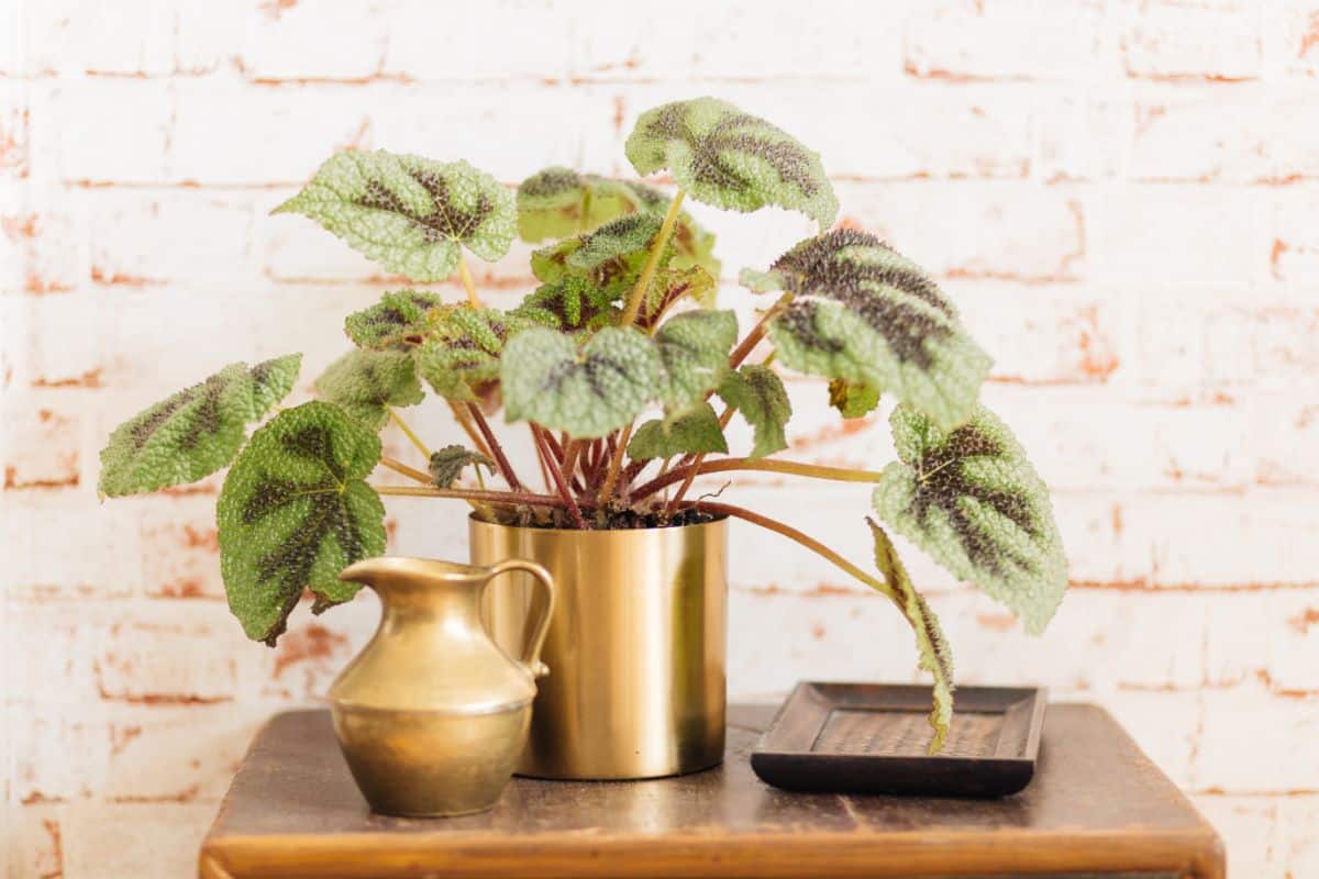 A large textured begonia adds interest to a home space