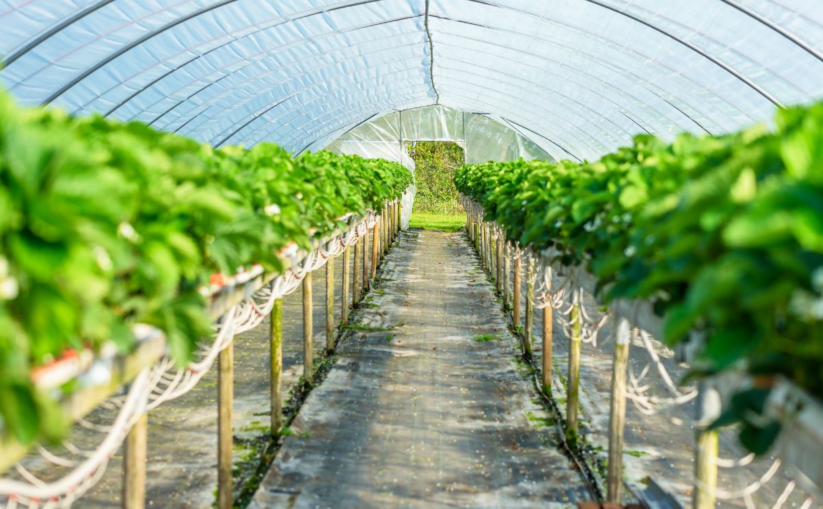 Vegetables growing in a high tunnel during cold weather