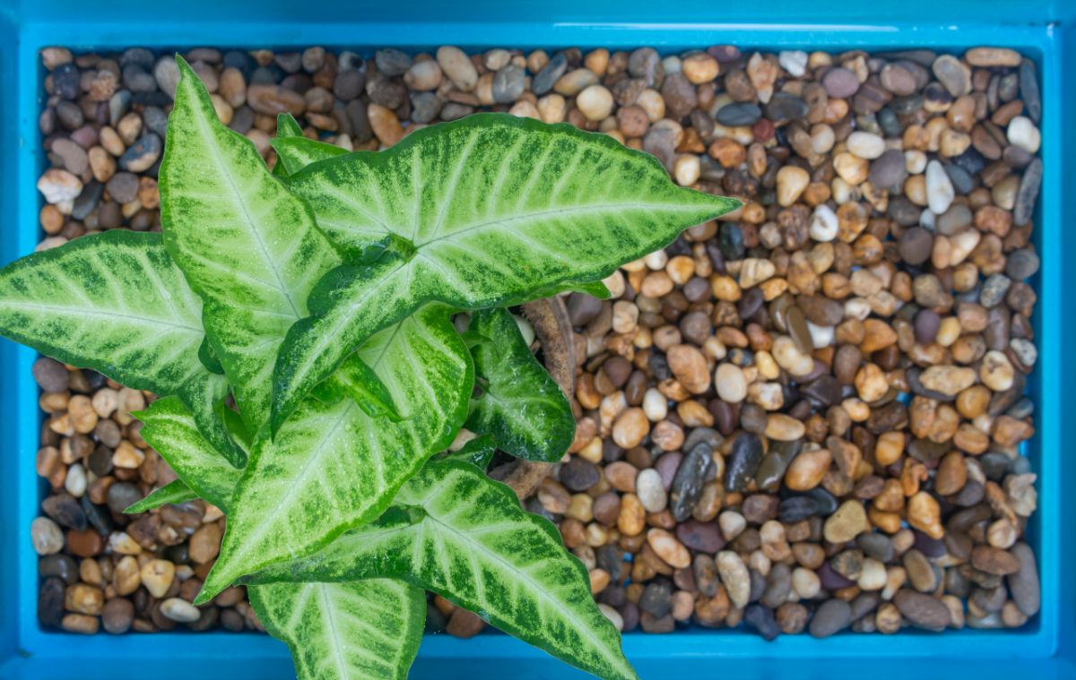 A green polka dot plant sitting in a pebble tray for humidity
