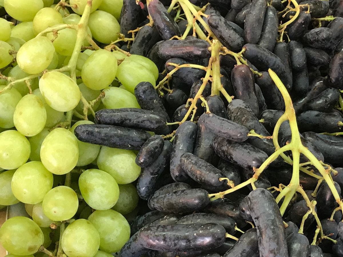 Clusters of green and purple table grapes