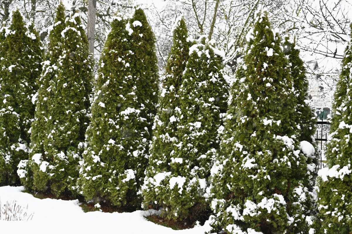 Arborvitae shrubs help keep a yard private all year round