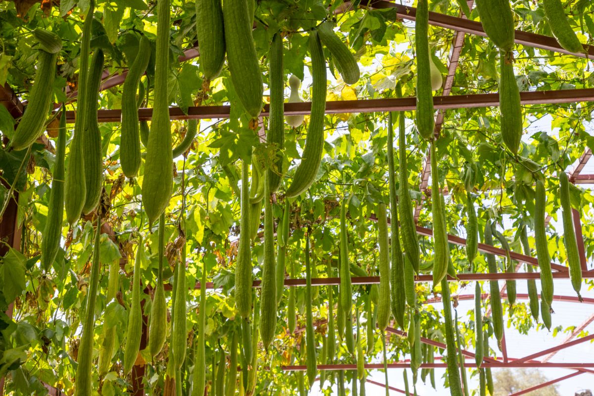 Cucumbers growing on a trellis hanging down