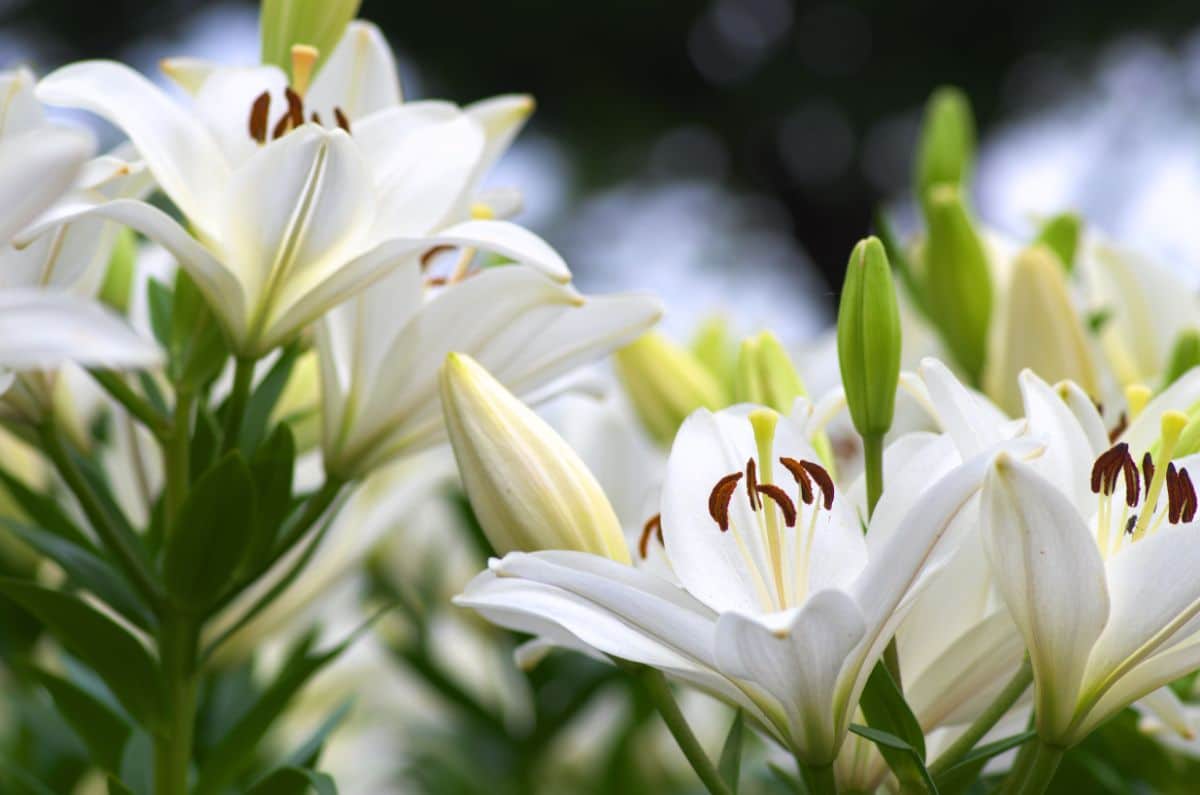 Large white lilies in bloom, a classic in the garden