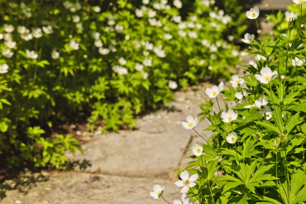 Fewer inputs, fewer chemicals, and less maintenance make alternative lawns a more eco friendly choice