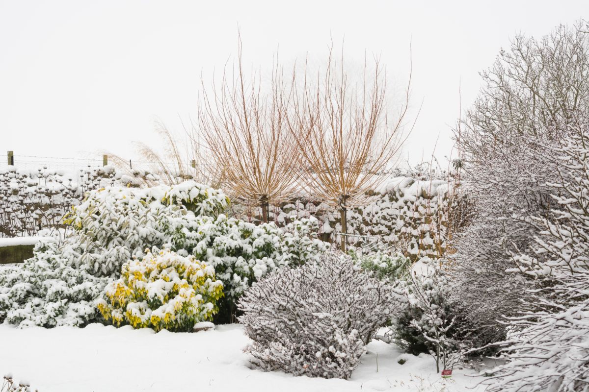 Winter privacy takes a little extra planning when planting