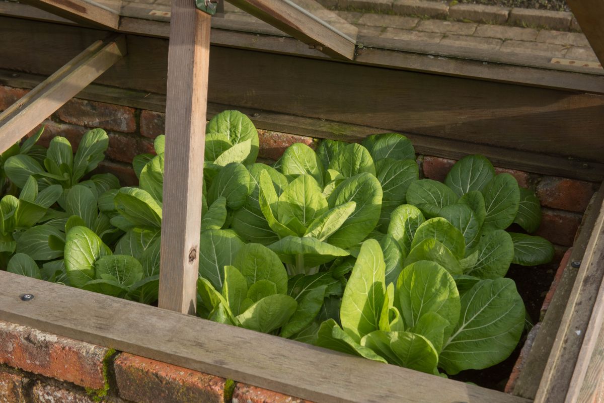 a propped-open cold frame growing greens
