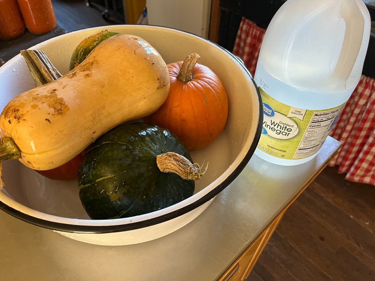 Winter squash in a basin being wiped down with vinegar to disinfect