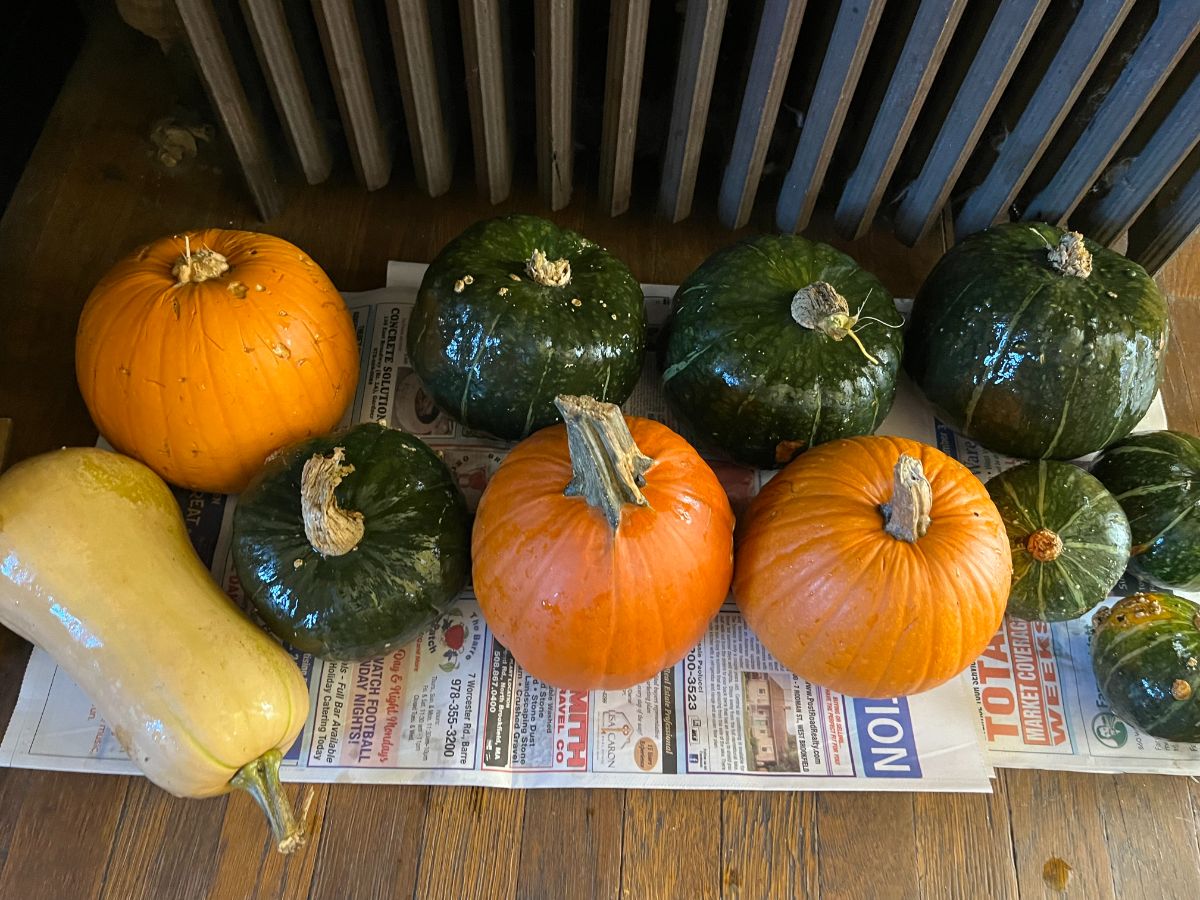 A variety of winter squash curing next to a kitchen heater