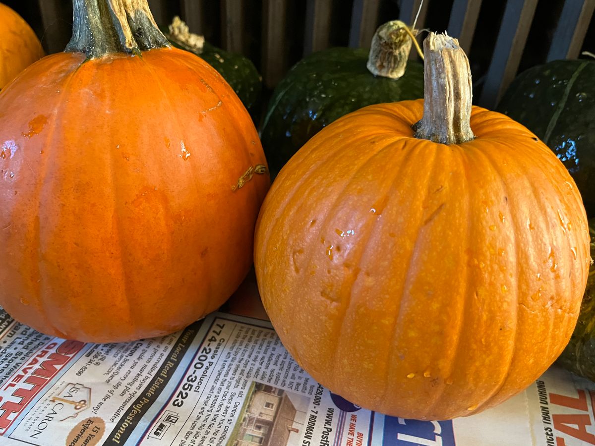 Cured winter squash on newspaper in a cold room for storage