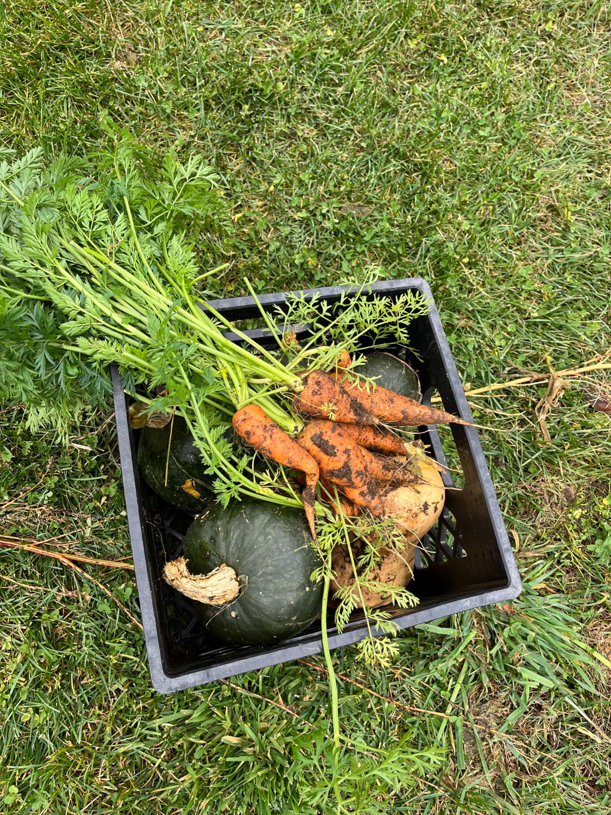 A crate with different types of winter-storing squash in it