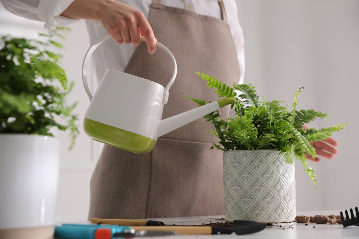 A woman waters a fern plant