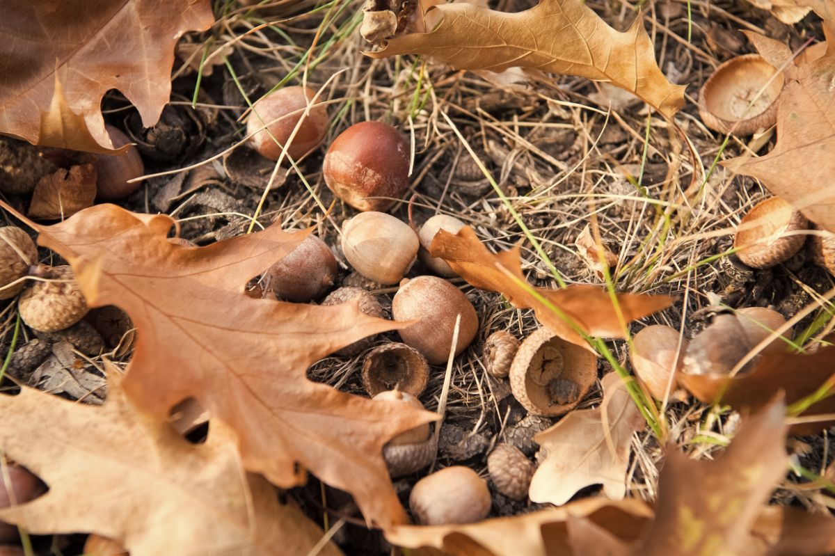 Abundant acorns scattering the ground in a mast year