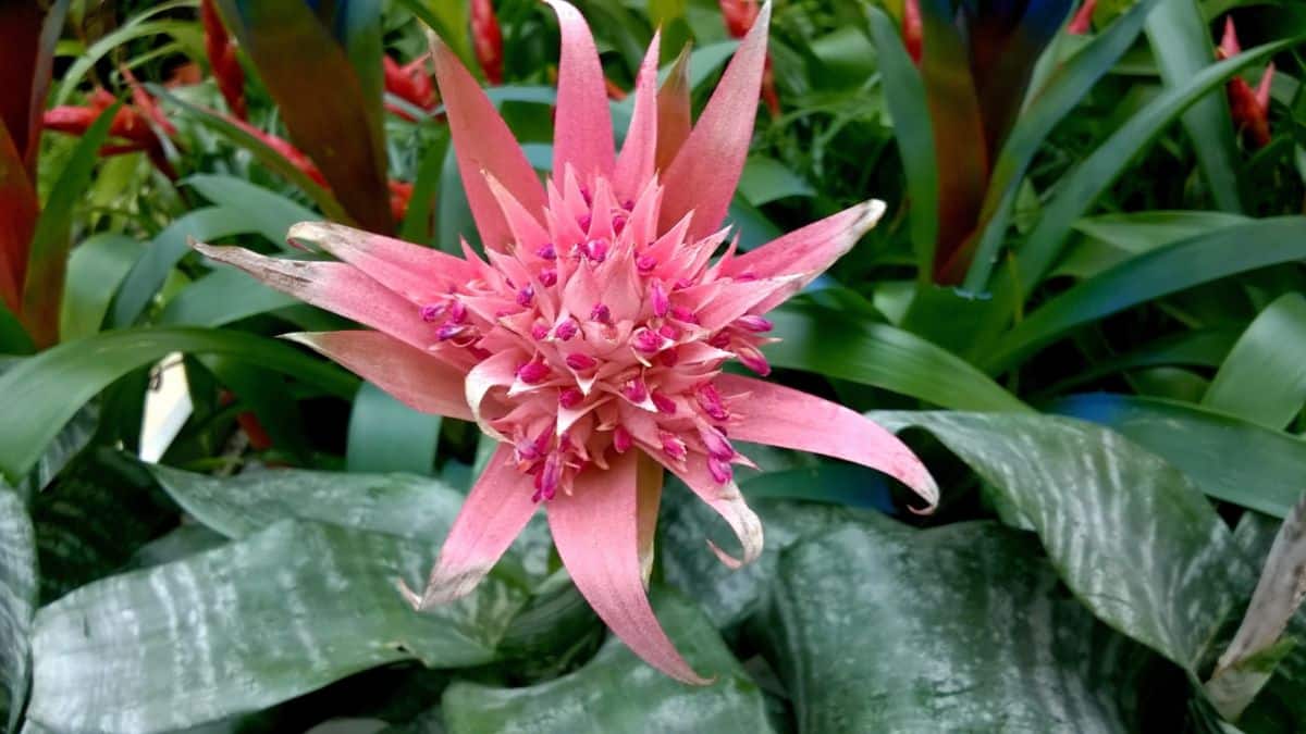 Aechmea bromeliad plant