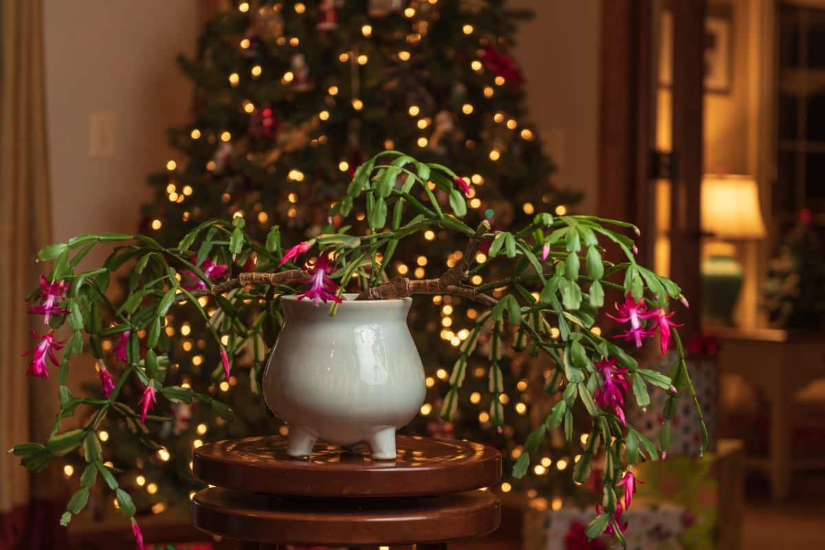 A lovely blooming Christmas cactus in front of a Christmas tree.