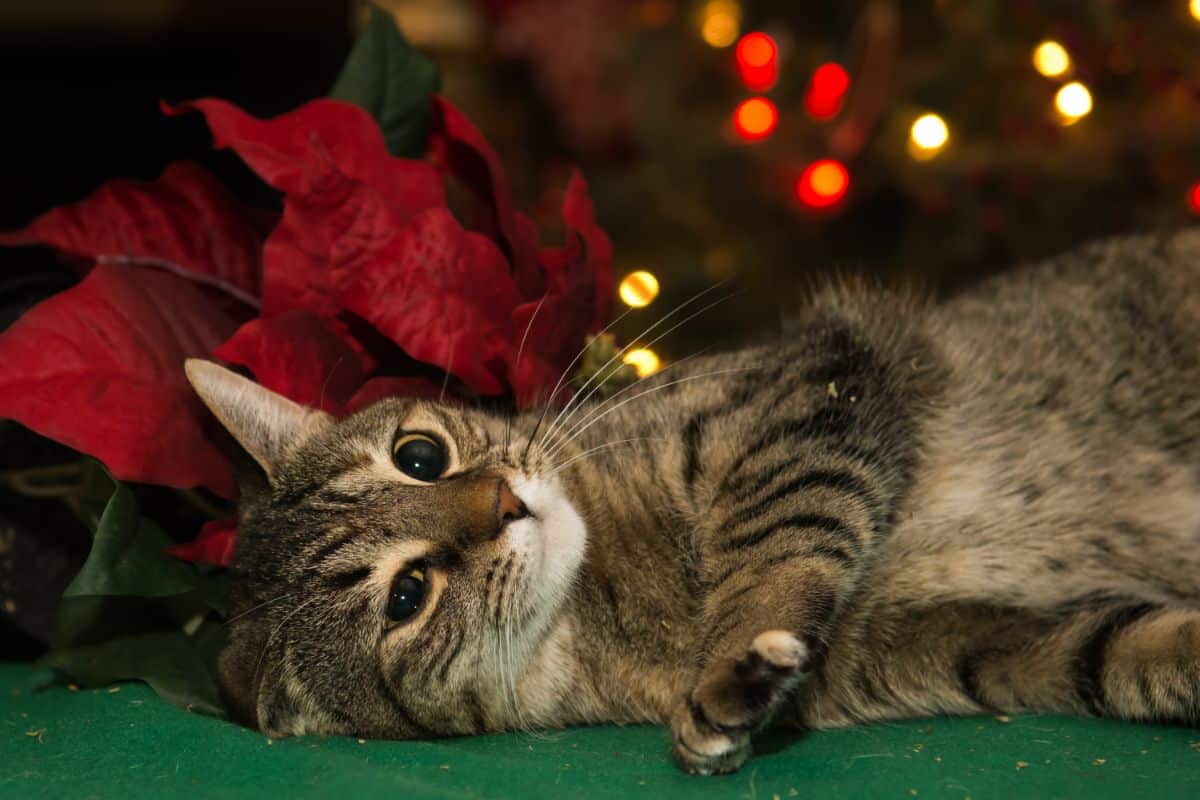 A comfy kitty laying in front of a poinsettia plant.