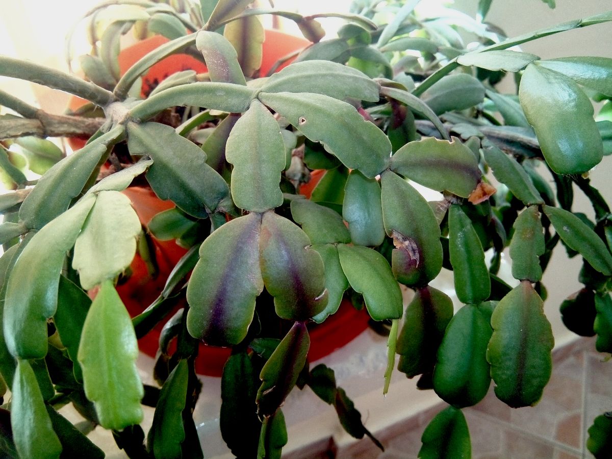 A Christmas cactus with no blossoms.