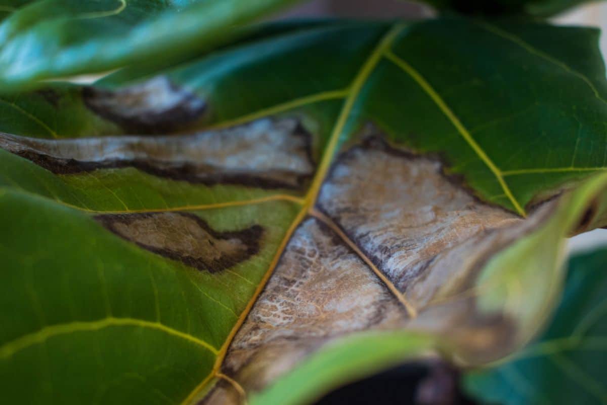 A fiddle leaf fig with brown spots