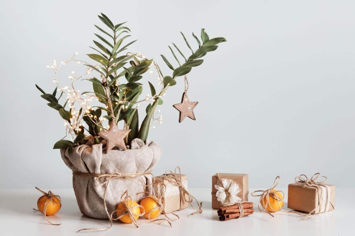 A houseplant decorated for Christmas gift giving.