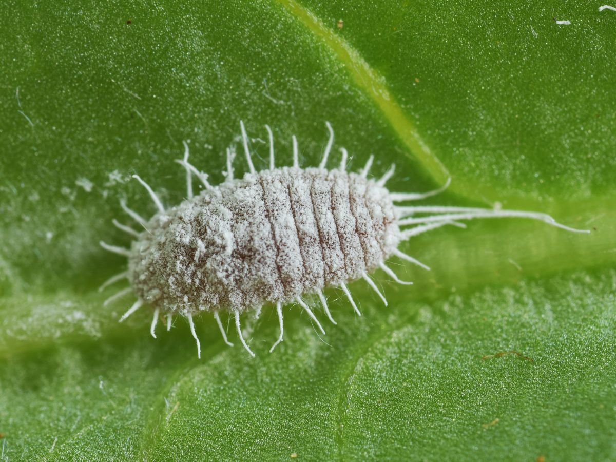 Closeup of a gray mealybug on a houseplant
