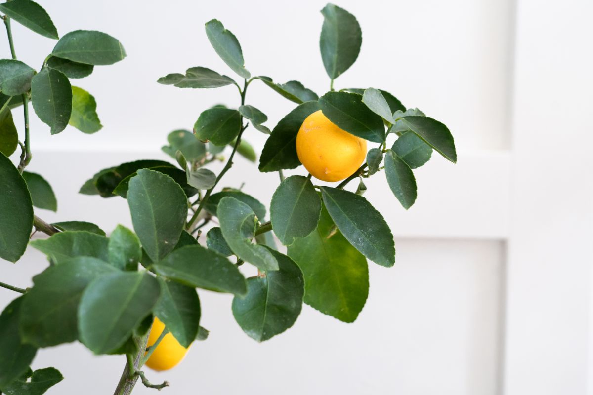 A miniature Meyer lemon tree with small lemons on it