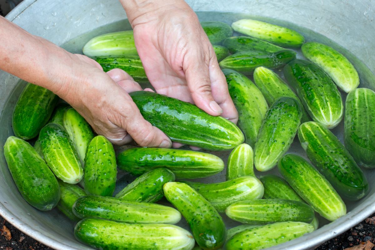 National variety of cucumber being washed in water