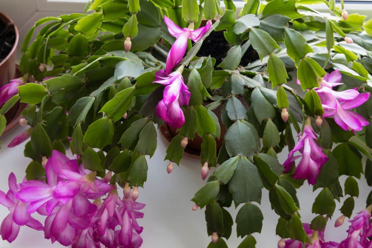 A lovely blooming Christmas cactus.