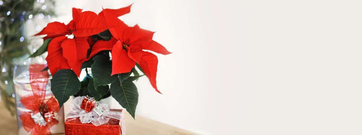 A poinsettia in bright room light