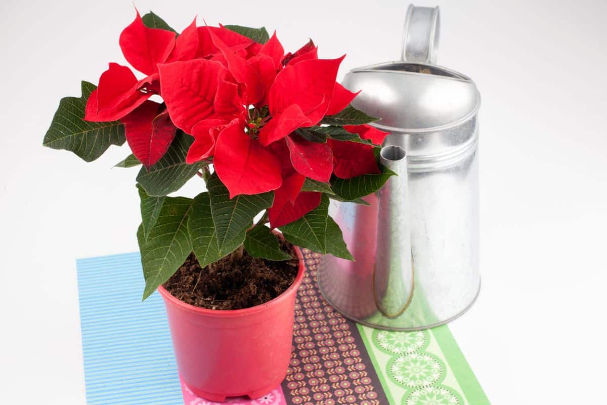 A nicely care for poinsettia next to a watering can.