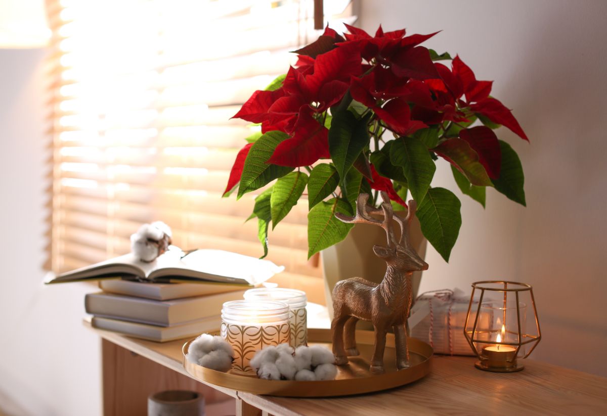 A decorative display with a pretty Christmas poinsettia.