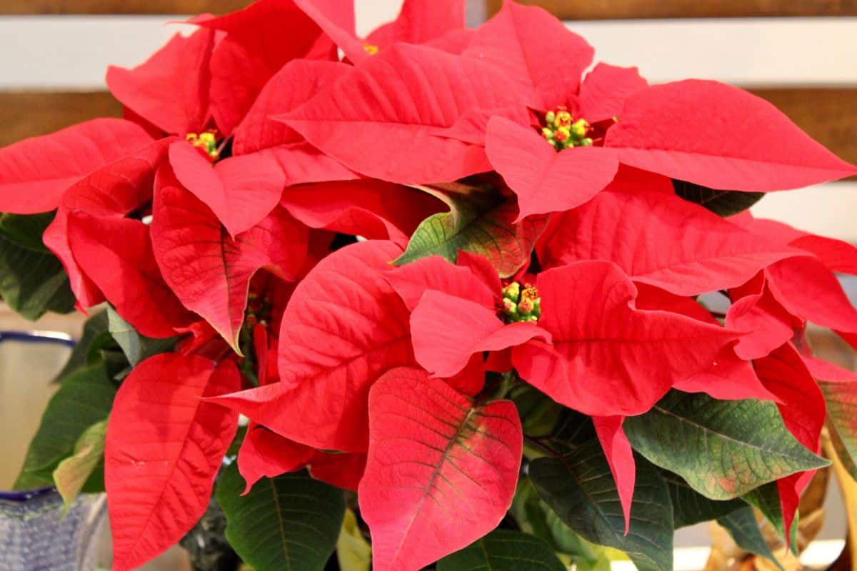 Deep, red blooming poinsettia flowers.