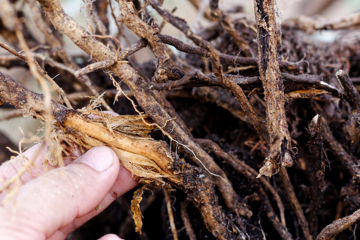 Damage to roots in a potted plant with root rot