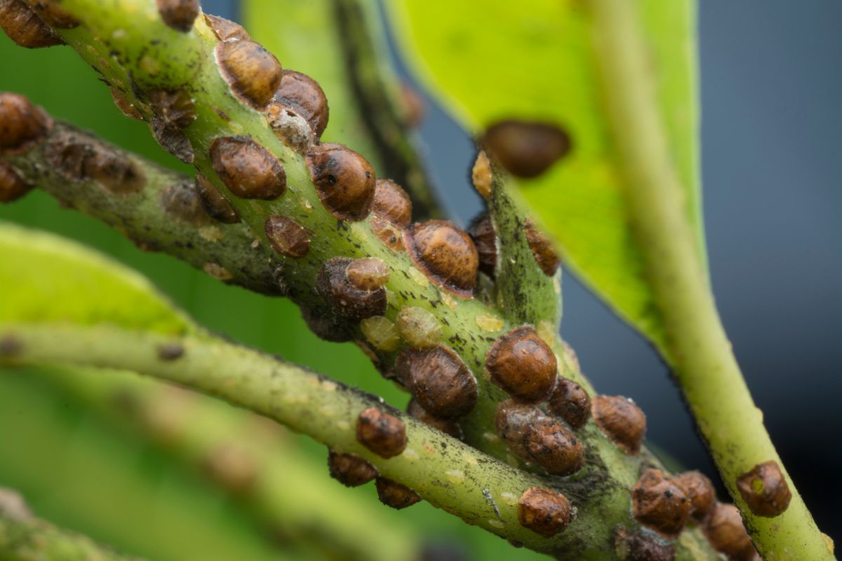 Magnified view of hard bodied scale bugs on houseplants