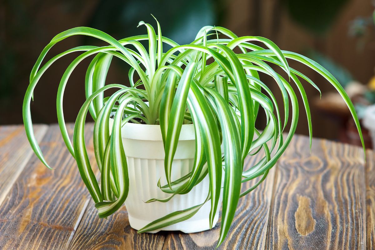 Una planta araña en maceta