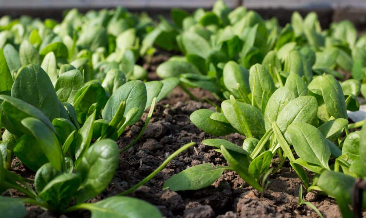 Small heads of baby spinach