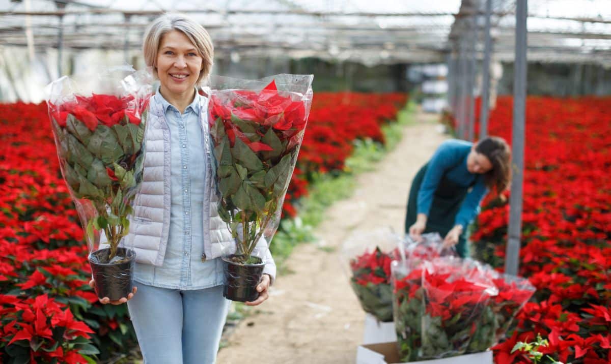A happy woman with buying poinsettias to take home.