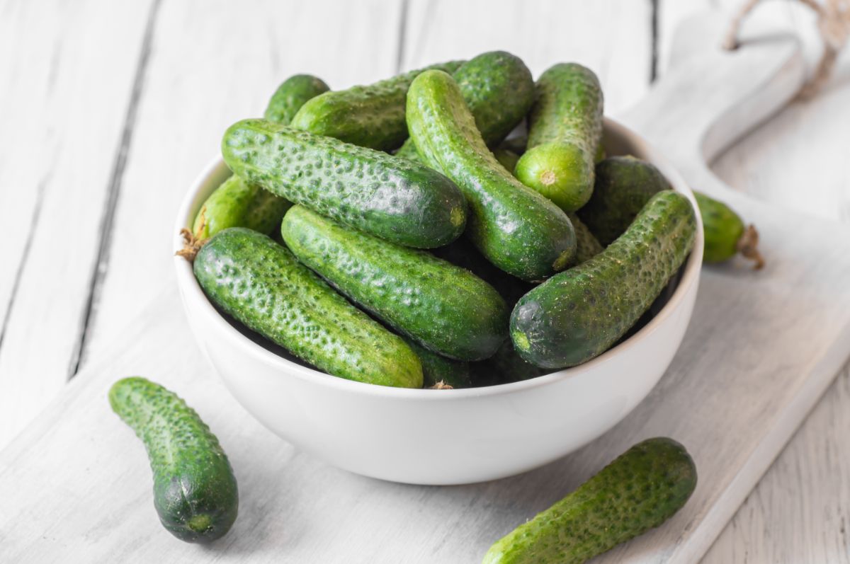 Adam Gherkin cucumbers for pickling
