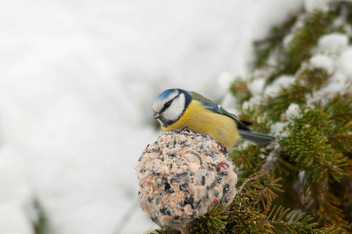 A suet feeder for the birds shaped into a ball