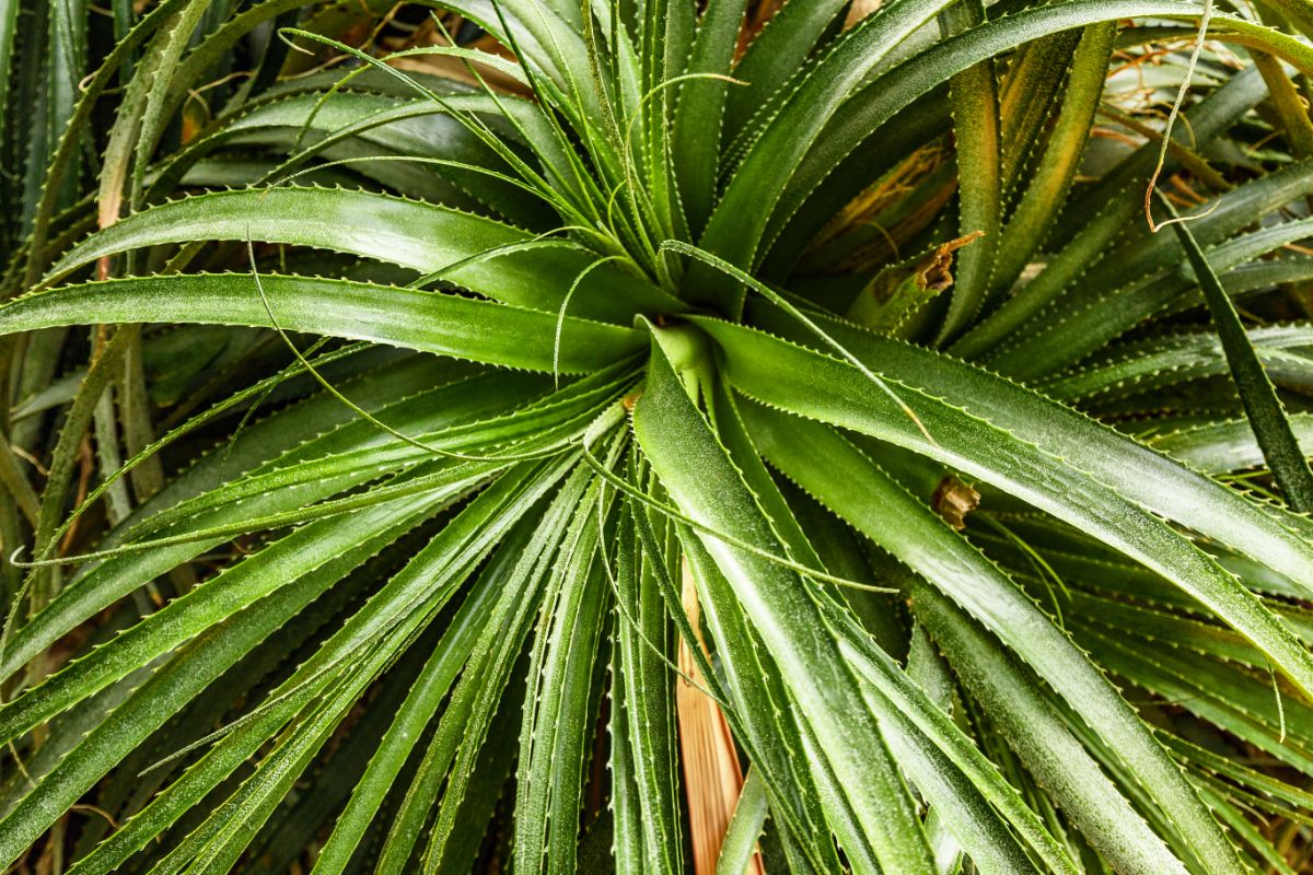 Hechtia bromeliads