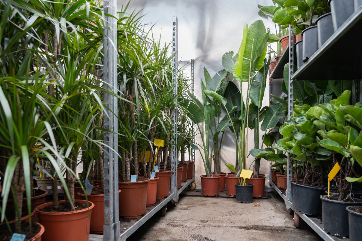 Plants for sale in a nursery should be inspected for scale big infection